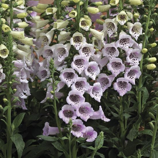 Uzpirkstīte 'Camelot Lavender' 20 sēklas 