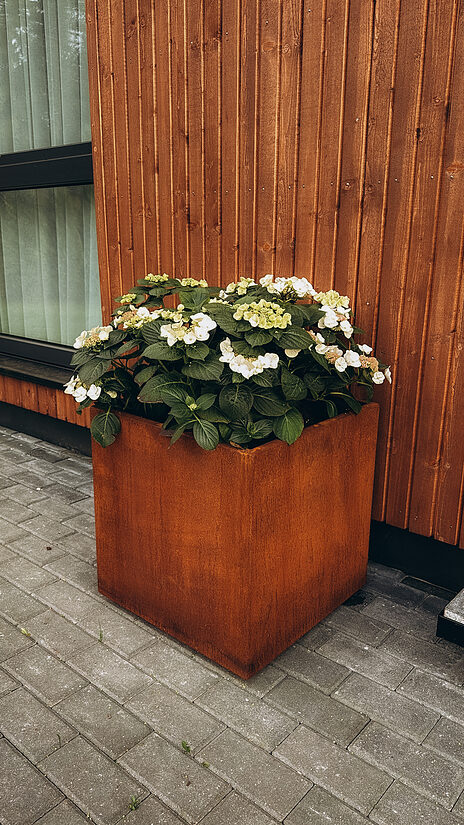 Augu kaste 'Kvadrāts' 