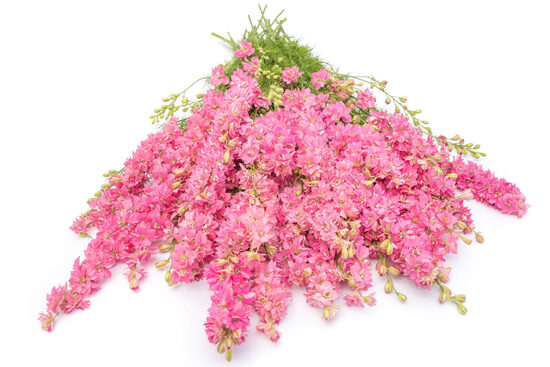 Tīruma delfīnija 'QIS Rose' 20 sēklas