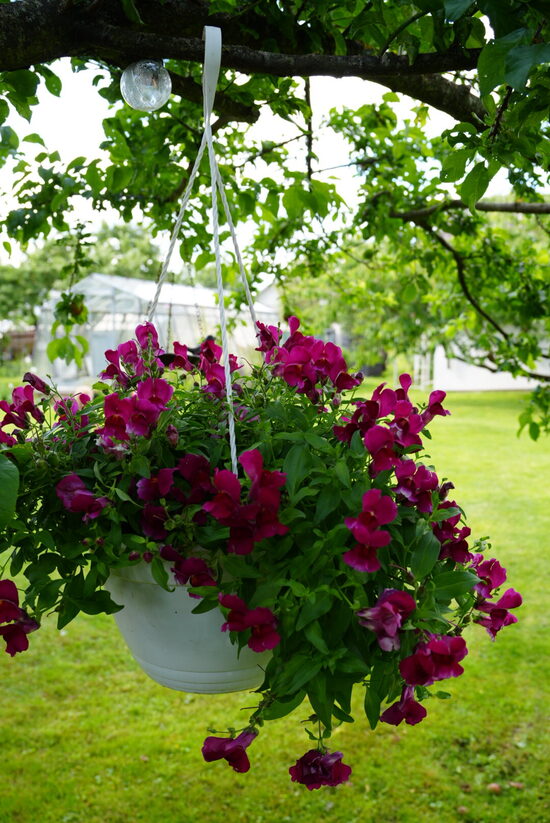 Antirrhinum majus 'Candy Showers Deep Purple' F1