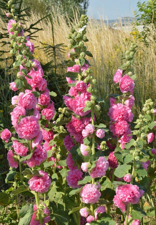 Kāršroze 'Chater's Rose' 20 sēklas 