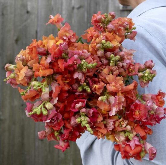 Antirrhinum majus MADAME BUTTERFLY BRONZE