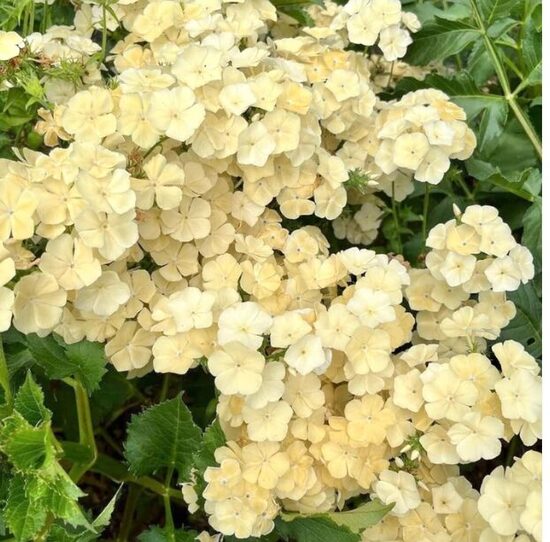 Drumonda floksis 'ISABELLINA' 20 sēklas