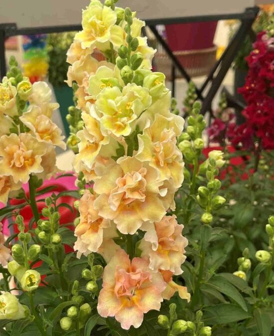 Lauvmutīte 'DOUBLESHOT PEACH' F1 20 sēklas