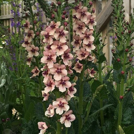 Deviņvīruspēks 'Southern Charm'  10 sēklas JAUNUMS 