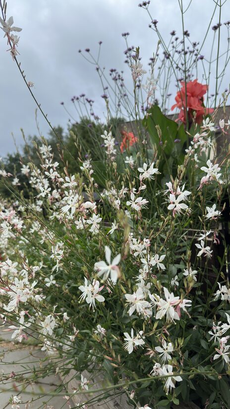 Lindheimera gaura 'Sparkle White'    20 sēklas
