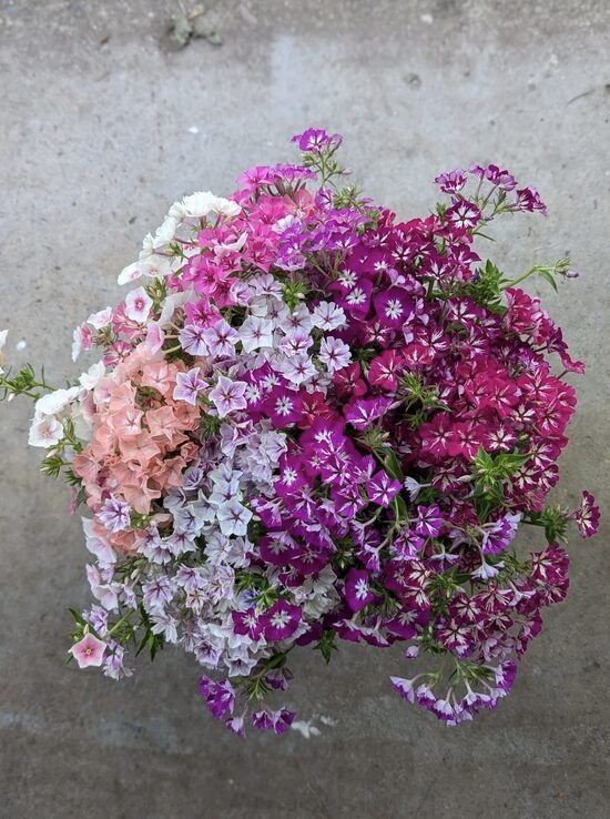 Drumonda floksis GRANDIFLORA TAPESTRY MIX 0,3 grami 