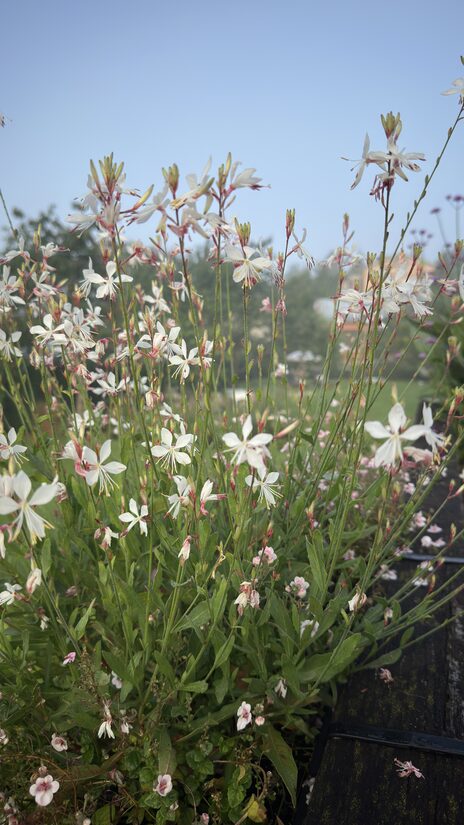 Gaura 'Sparkle White'    20 sēklas