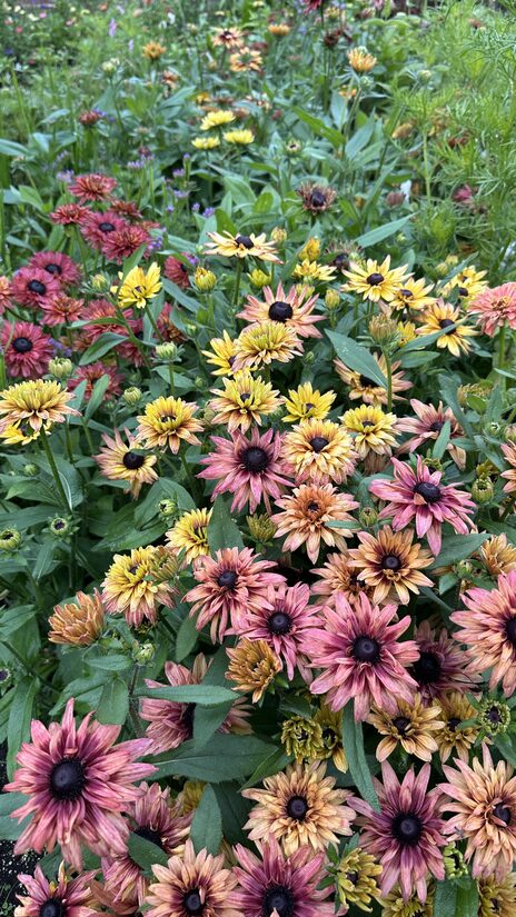 Pūkainā rudbekija 'Sahara' 20 sēklas