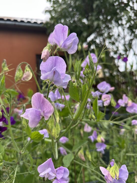 Smaržīgie puķuzirņi 'Royal Lavender' 20 sēklas