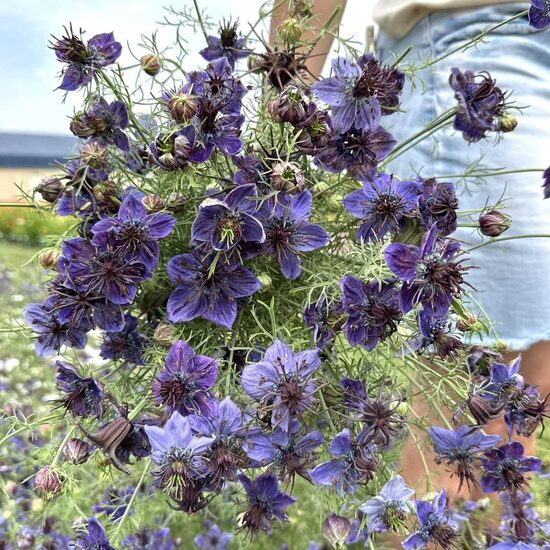 Nigella 'MIDNIGHT' 0,1 grams