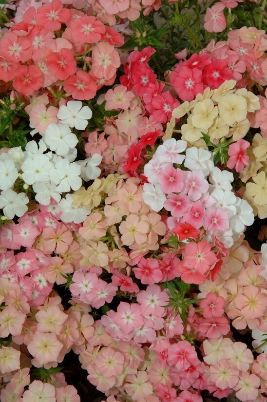 Drumonda floksis 'Beauty Coral Reef' 0,3 grami 