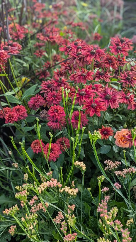 Pūkainā rudbekija 'Cherry Brandy' 20 sēklas