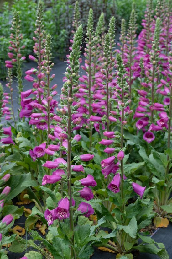 Purpursarkanā uzpirkstīte 'Camelot Rose' 20 sēklas 