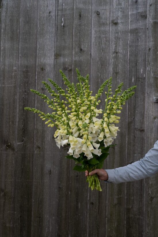 Purpursarkanā uzpirkstīte 'Camelot White' 20 sēklas