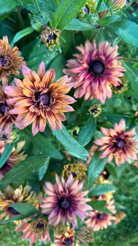 Pūkainā rudbekija 'Sahara' 20 sēklas