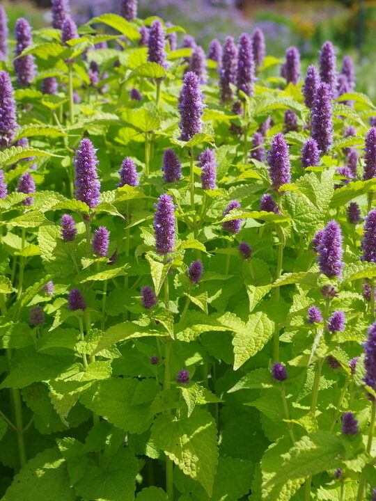 Rievainā agastahe 'GOLDEN JUBILEE' 20 sēklas JAUNUMS