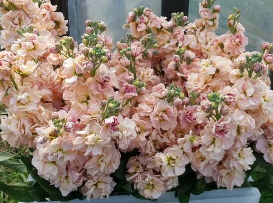 Lefkoja COLUMN APRICOT 20 sēklas