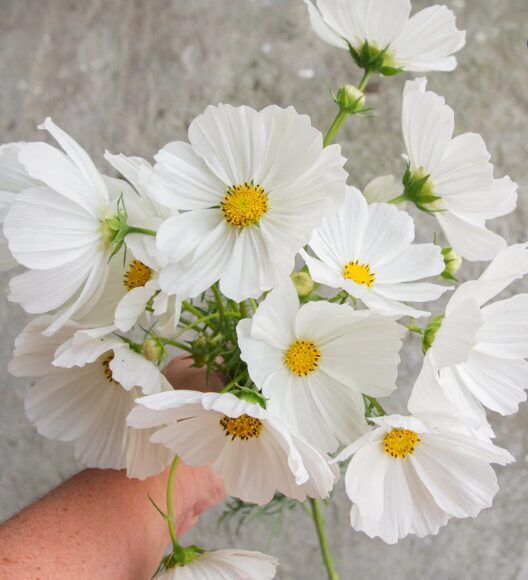 Divplūksnu kosmeja VERSAILLES WHITE 20 sēklas