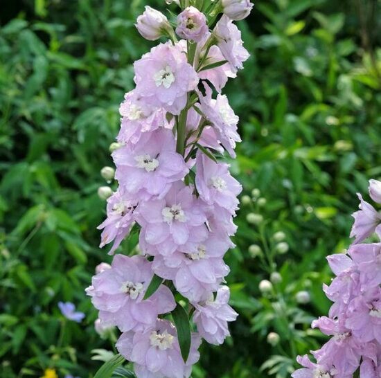 Dārza delfīnija 'Magic Fountains Cherry Blossom White Bee'  20 sēklas