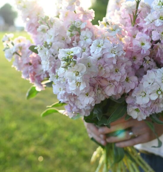 Lefkoja 'Column Applleblossom' 20 sēklas