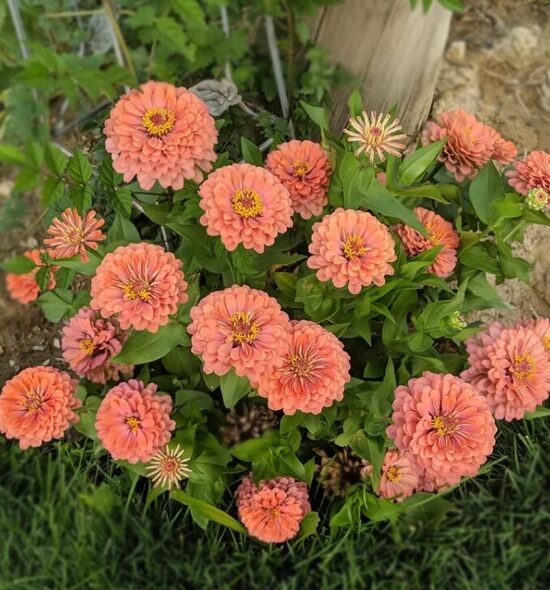 Cinnija 'Salmon Queen' 50 sēklas