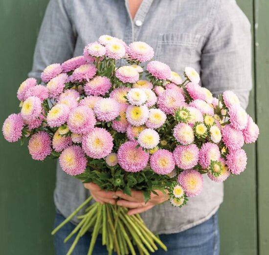 Ķīnas astere MATSUMOTO PINK 0,3 grami JAUNUMS