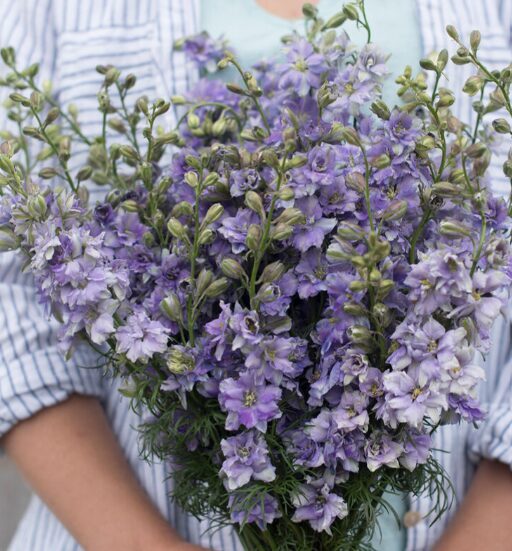 Tīruma delfīnija QIS Light Blue 20 sēklas JAUNUMS