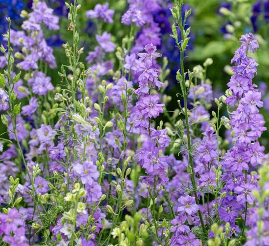 Tīruma delfīnija QIS Lilac 20 sēklas JAUNUMS