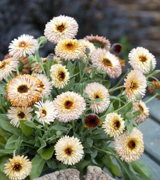 Kliņģerīte    'Pygmy Buff'    0,5 grami