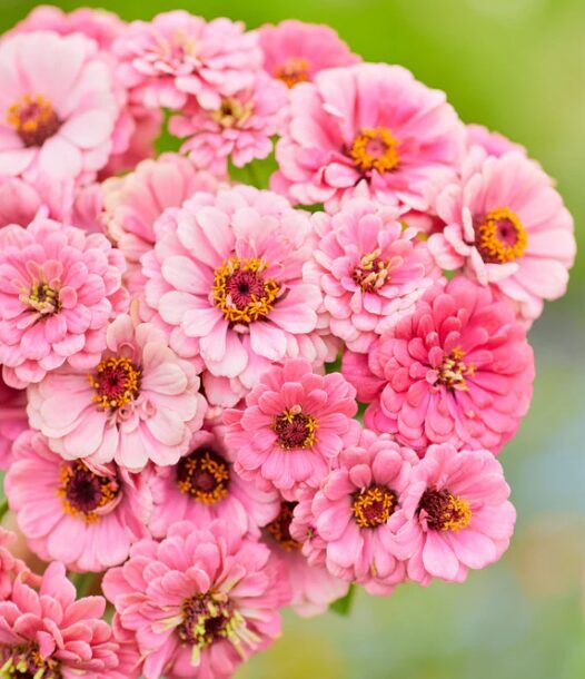 Cinnija 'Luminosa' 0,3 grami