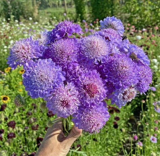 Skabioza 'Oxford Blue Normal'  20 sēklas