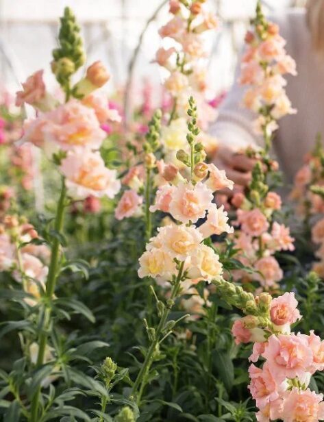 Lauvmutīte 'Snapstar Champagne' 20 sēklas