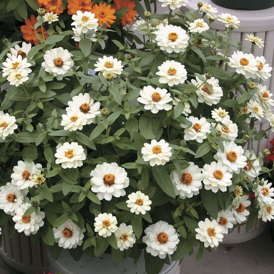 Cinnija 'Profusion Double White' 20 sēklas