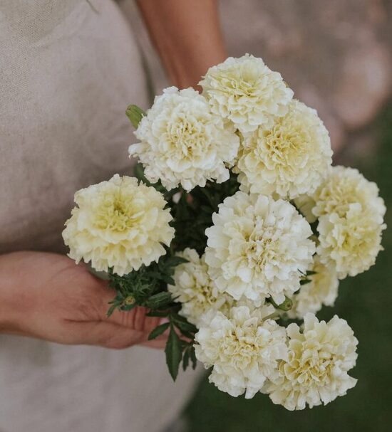 Augstā samtene VANILLA 20 sēklas JAUNUMS