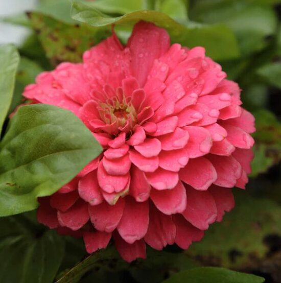 Gleznā cinnija BENARY GIANT CORAL 20 sēklas