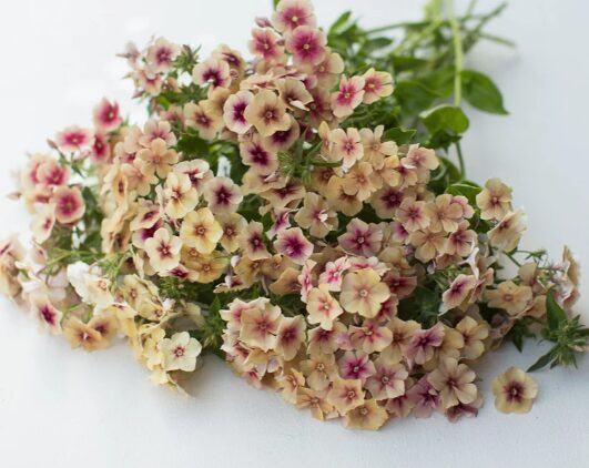 Drumonda floksis 'CHERRY CARAMEL' 50 sēklas