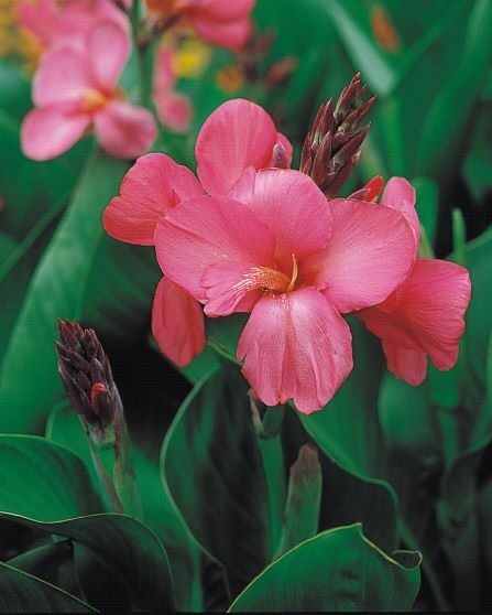 Kanna 'Tropical Rose' 3 sēklas JAUNUMS