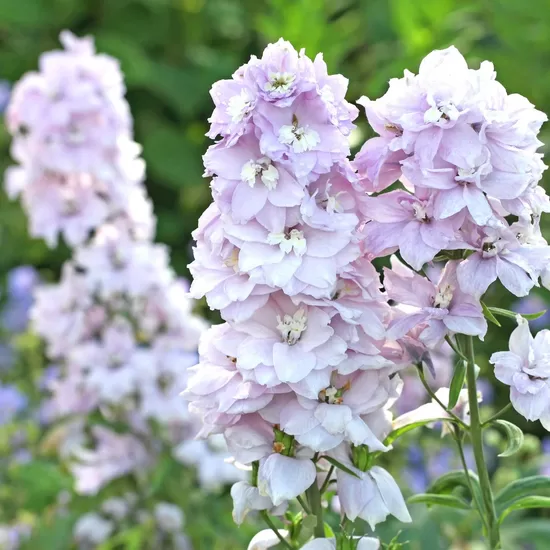 Dārza delfīnija 'Magic Fountains Cherry Blossom White Bee'  20 sēklas