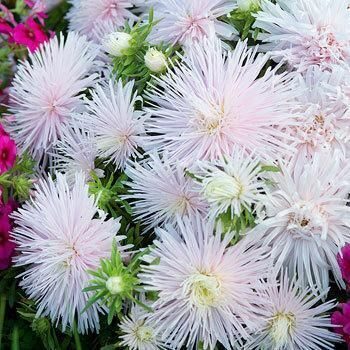 Ķīnas astere Starlight Light Pink 20 sēklas