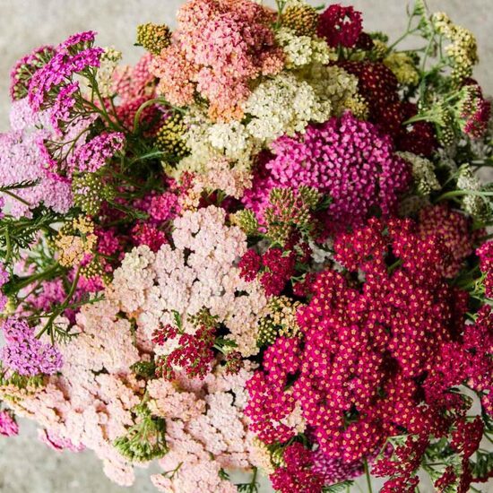 Parastais pelašķis 'Summer Berries Mix' 20 sēklas