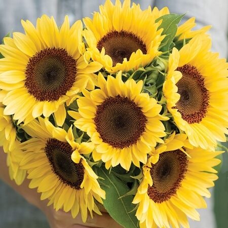 Saulespuķe F1 PRO CUT PEACH 20 sēklas JAUNUMS