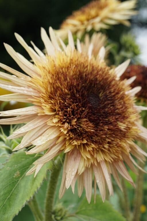 Saulespuķe 'Astra Rose' 20 sēklas