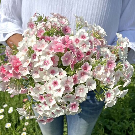 Drumonda floksis 'Blushing Bride' 20 sēklas