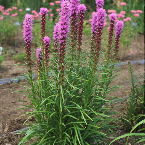 LIATRIS spicata KOBOLD 30 sēklas JAUNUMS