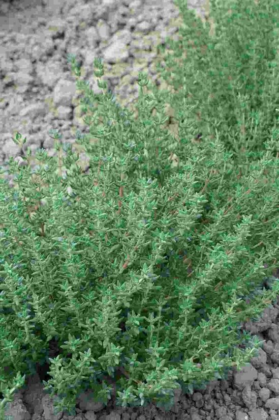 Timiāns WINTER THYME 0,1 gr