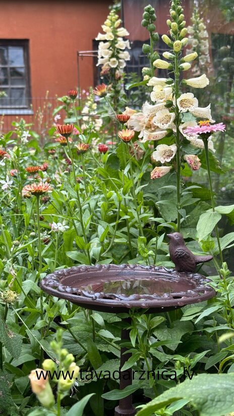 Uzpirkstīte 'Camelot Cream' 20 sēklas