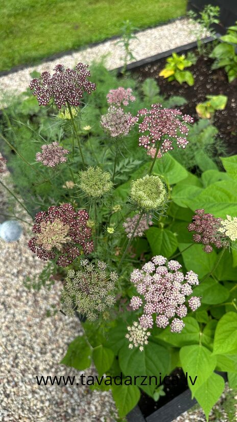 Savvaļas burkāns 'Dara' 30 sēklas