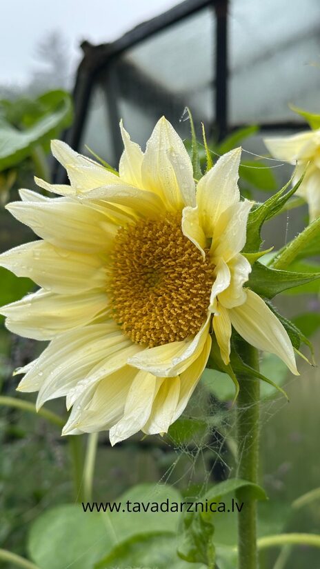 Saulespuķe 'Pro Cut White Lite' 20 sēklas