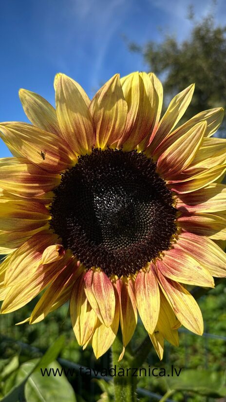 Saulespuķe 'Pro Cut Red/Lemon Bicolor' 20 sēklas